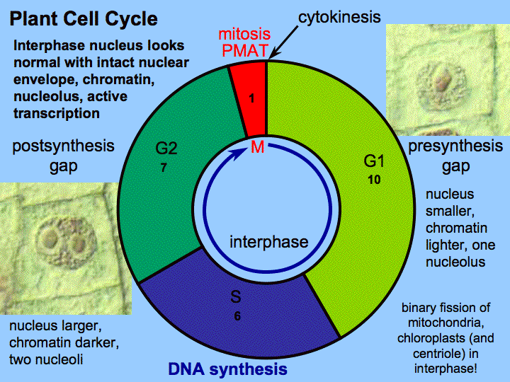 Tree Blog #9: Cell Cycle & Plant Cloning - Tree blog